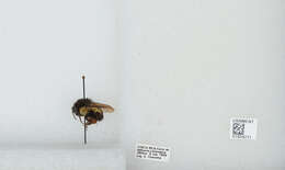 Bombus ephippiatus Say 1837 resmi