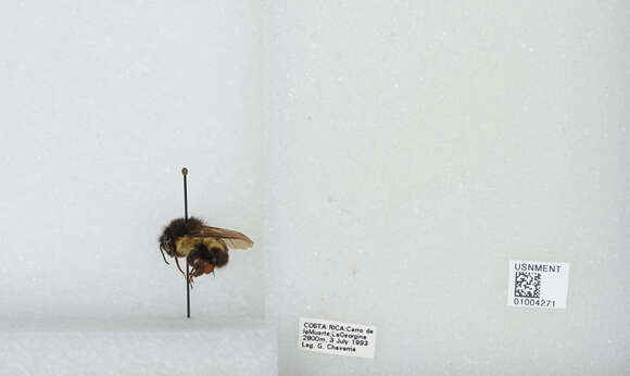 Bombus ephippiatus Say 1837 resmi