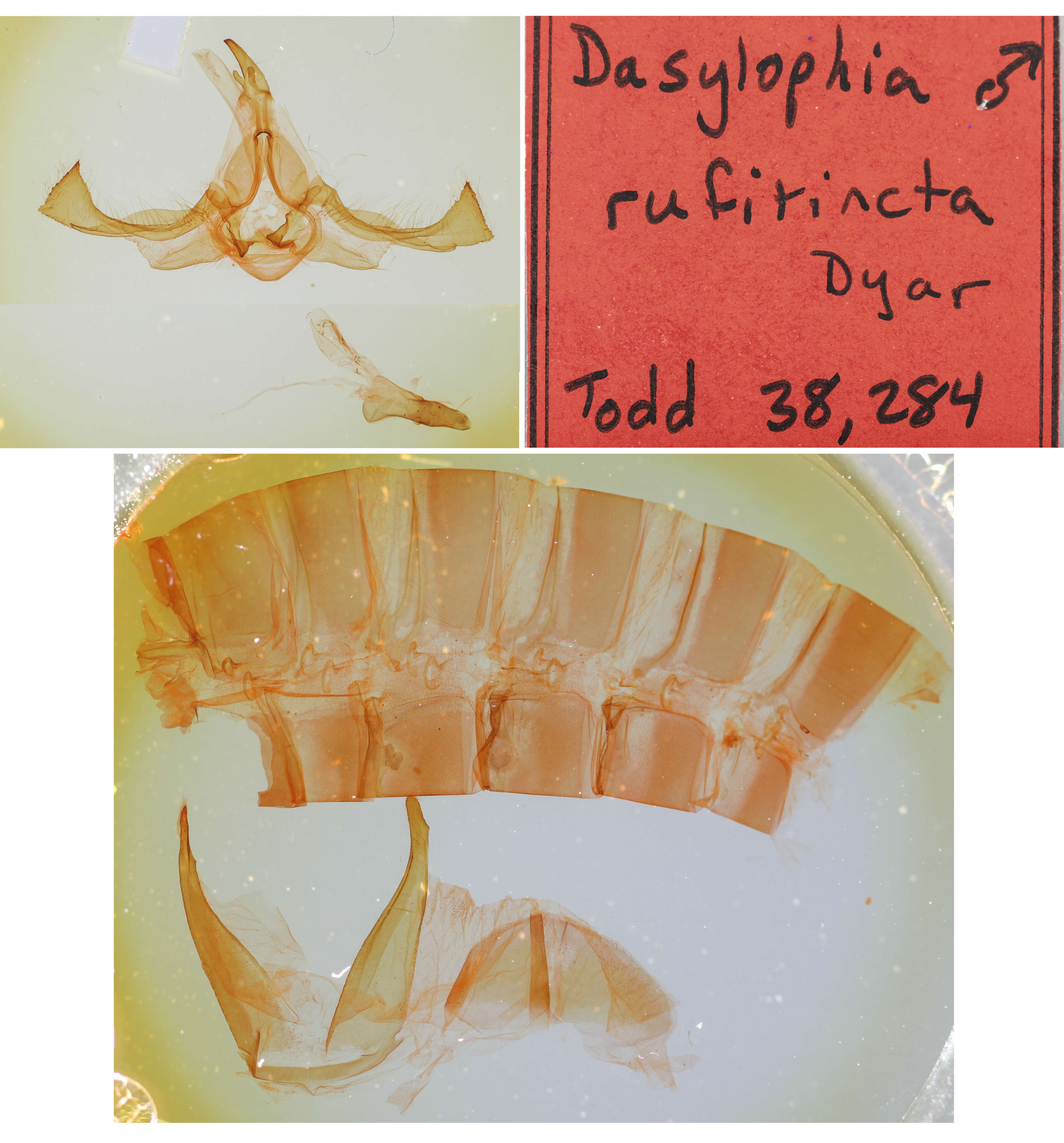 Image of Dasylophia rufitincta Dyar 1913