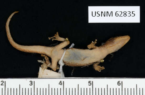 Lygodactylus grotei Sternfeld 1911 resmi