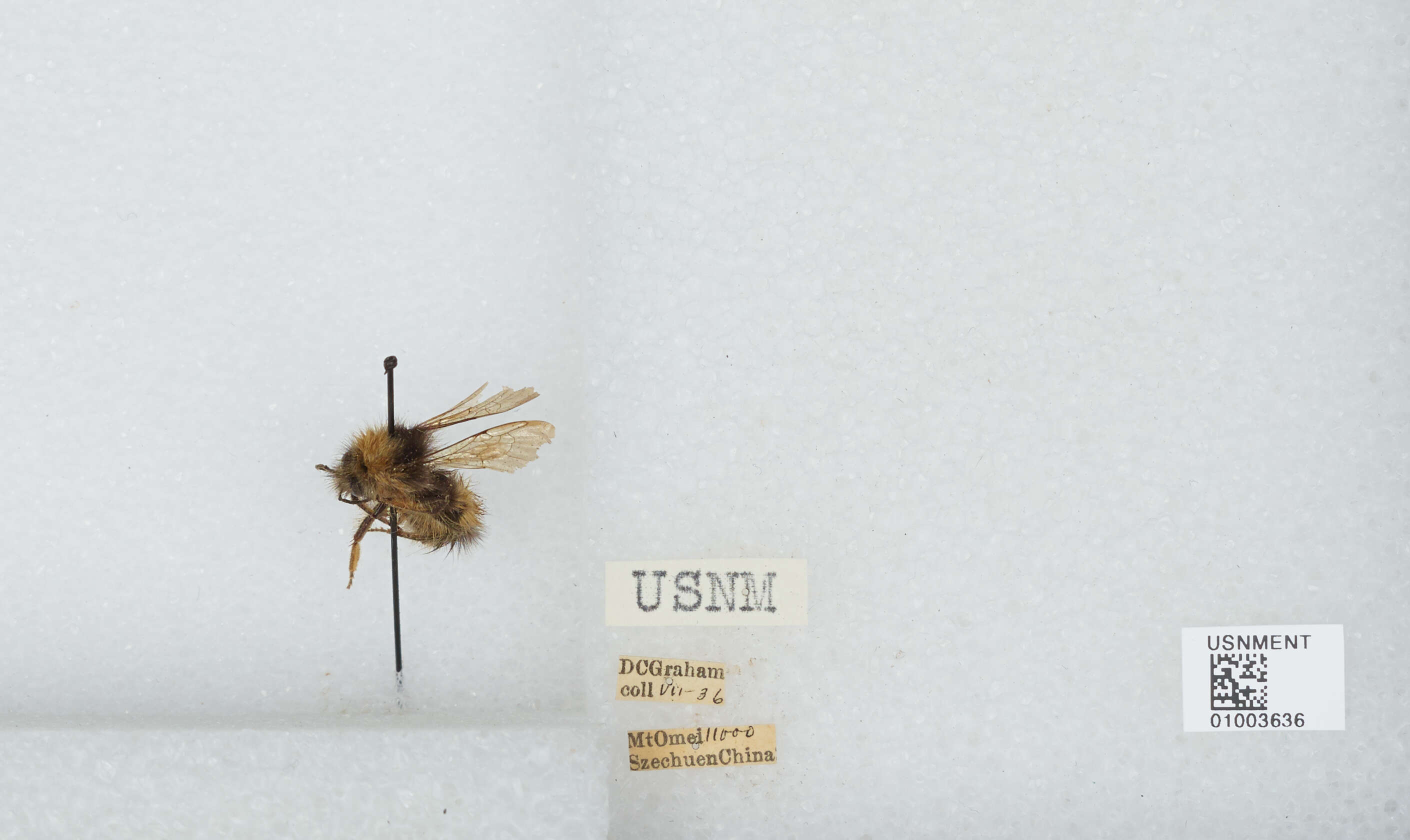 Image of Bombus haematurus Kriechbaumer 1870