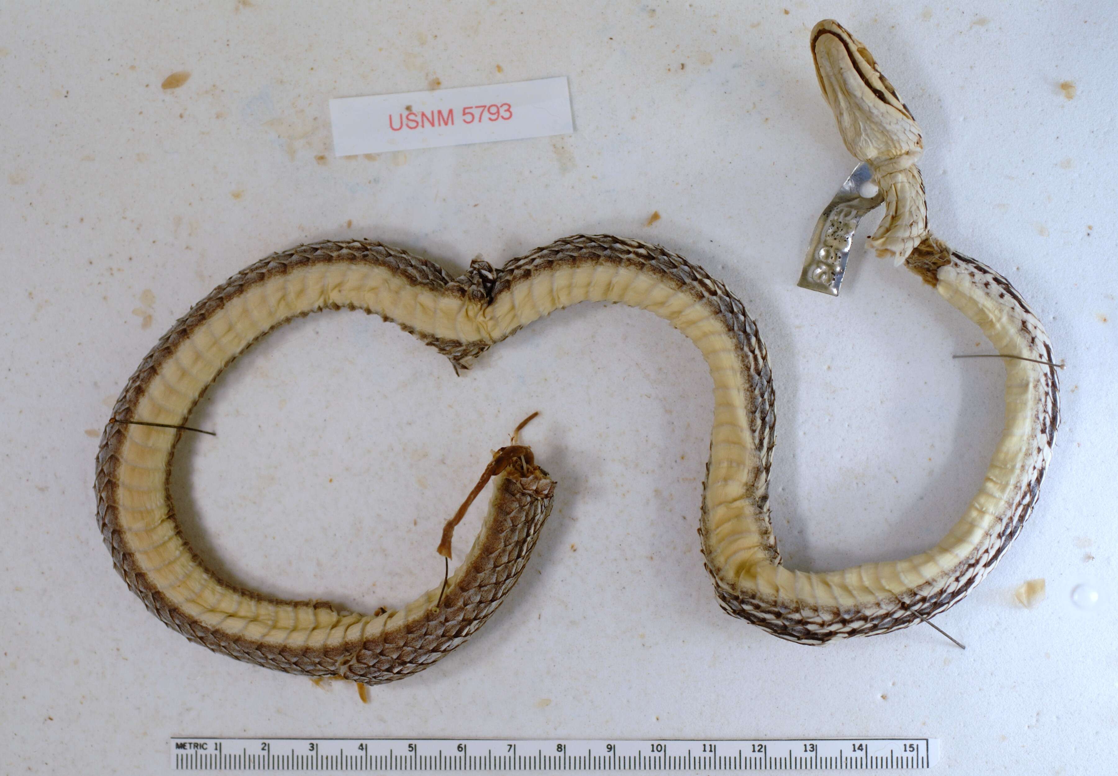 Image of Baja California Striped Whip Snake