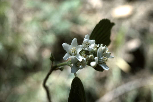 Image of fivepetal cliffbush