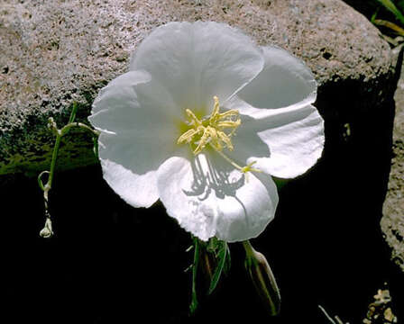 Imagem de Oenothera albicaulis Fras.