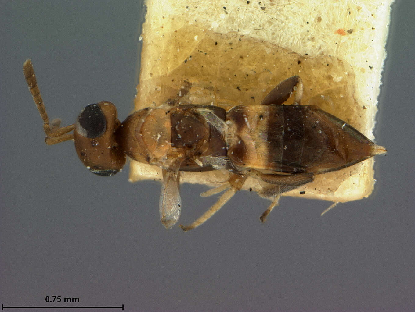 Image of Meromyzobia flavicincta (Ashmead 1888)