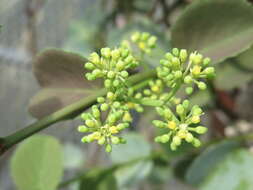 Image of Venezuelan treebine