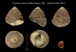Image of Chlorostoma gallina var. multifilosa Stearns 1892