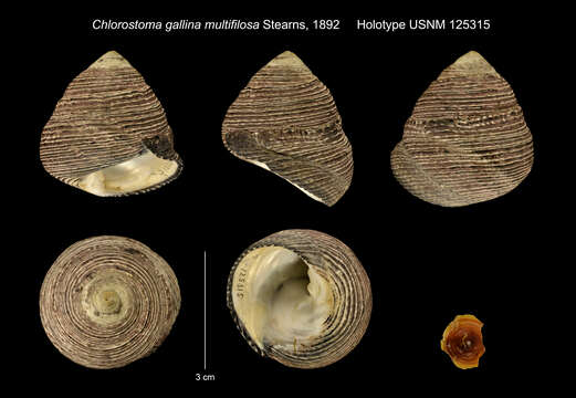 Image of Chlorostoma gallina var. multifilosa Stearns 1892