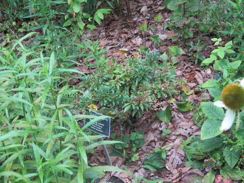 Image of mountain laurel