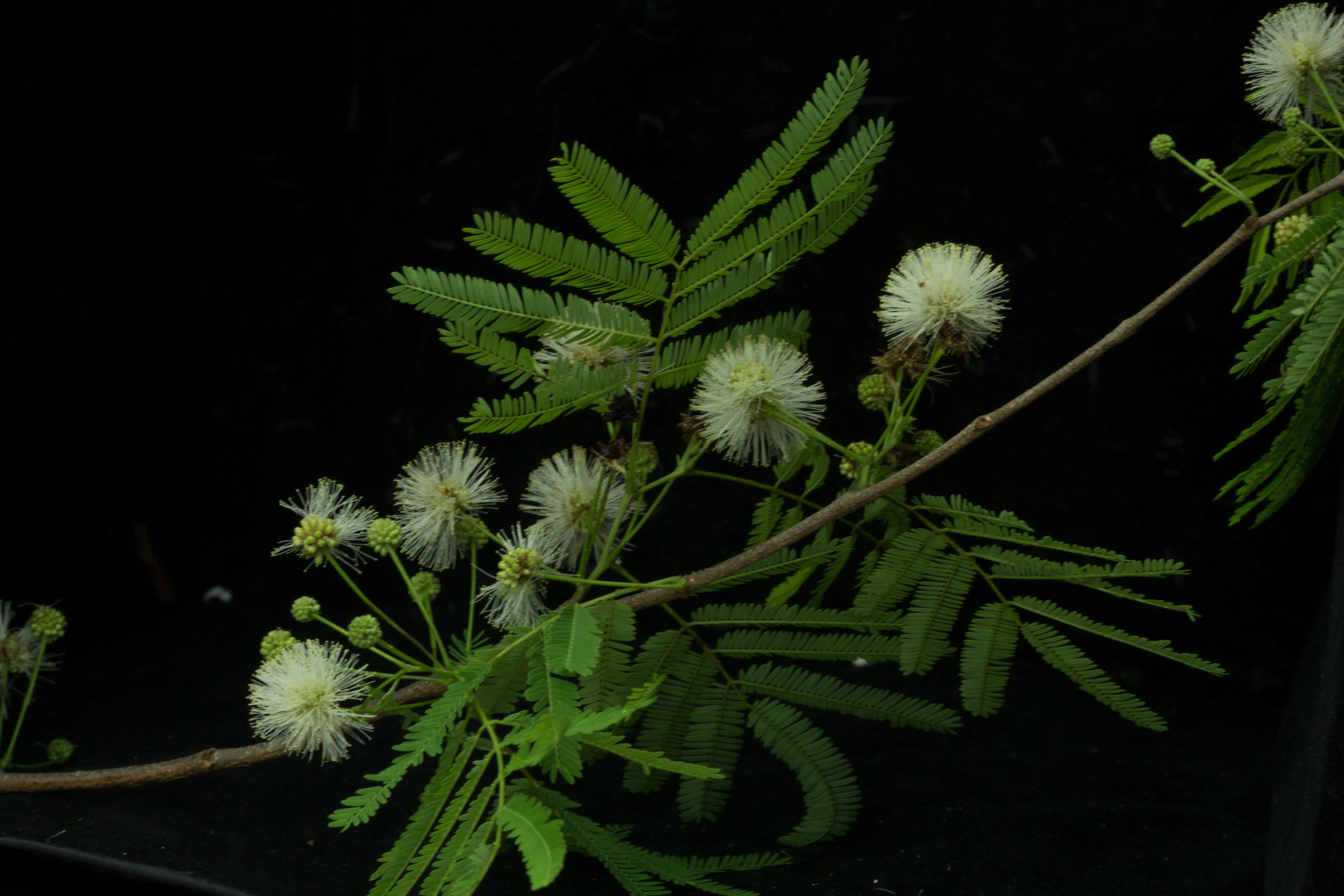 Plancia ëd Lysiloma divaricatum (Jacq.) J. F. Macbr.