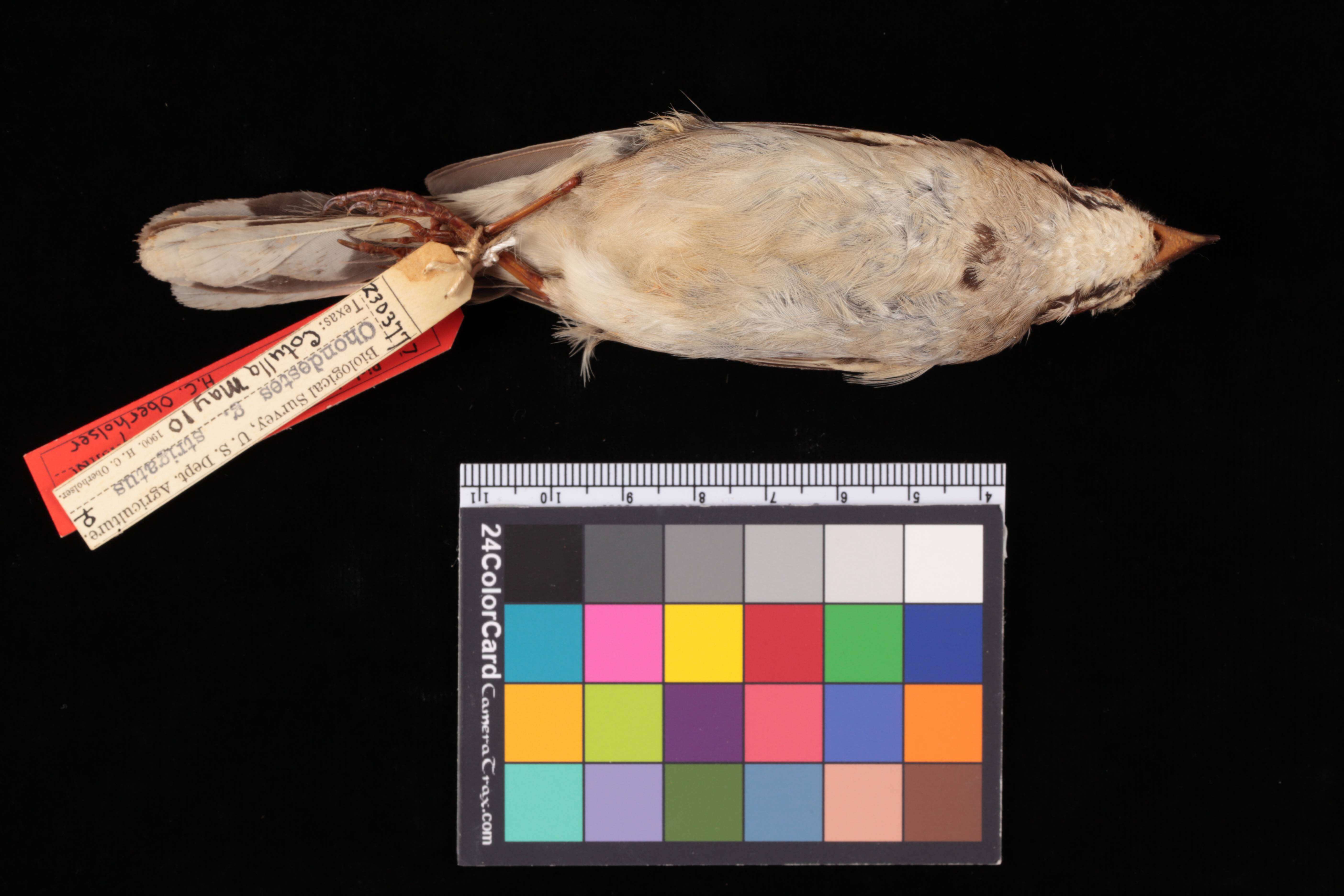 Chondestes grammacus strigatus Swainson 1827 resmi