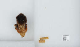 Слика од Bombus eximius Smith 1852