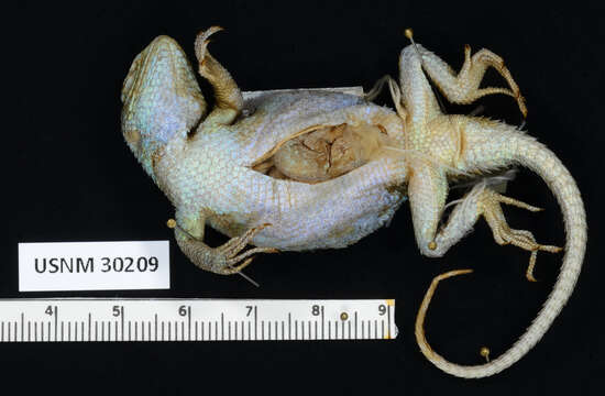 Image of Sceloporus formosus Wiegmann 1834