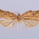 Image of Acleris yasutoshii Kawabe 1985