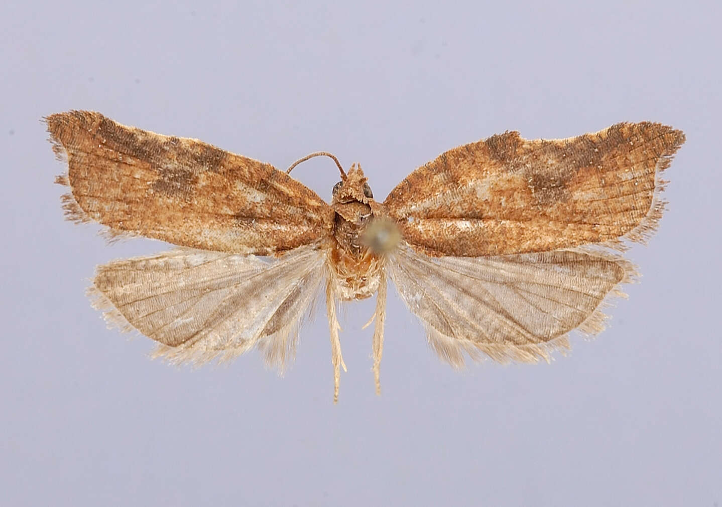 Image of Acleris yasutoshii Kawabe 1985