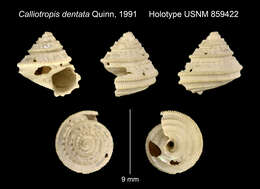 Image de Calliotropis dentata Quinn 1991