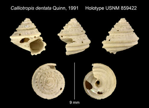 Image of Calliotropis dentata Quinn 1991