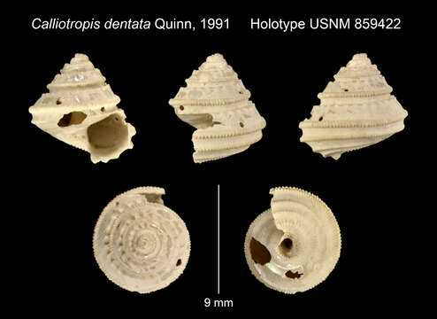 صورة Calliotropis dentata Quinn 1991