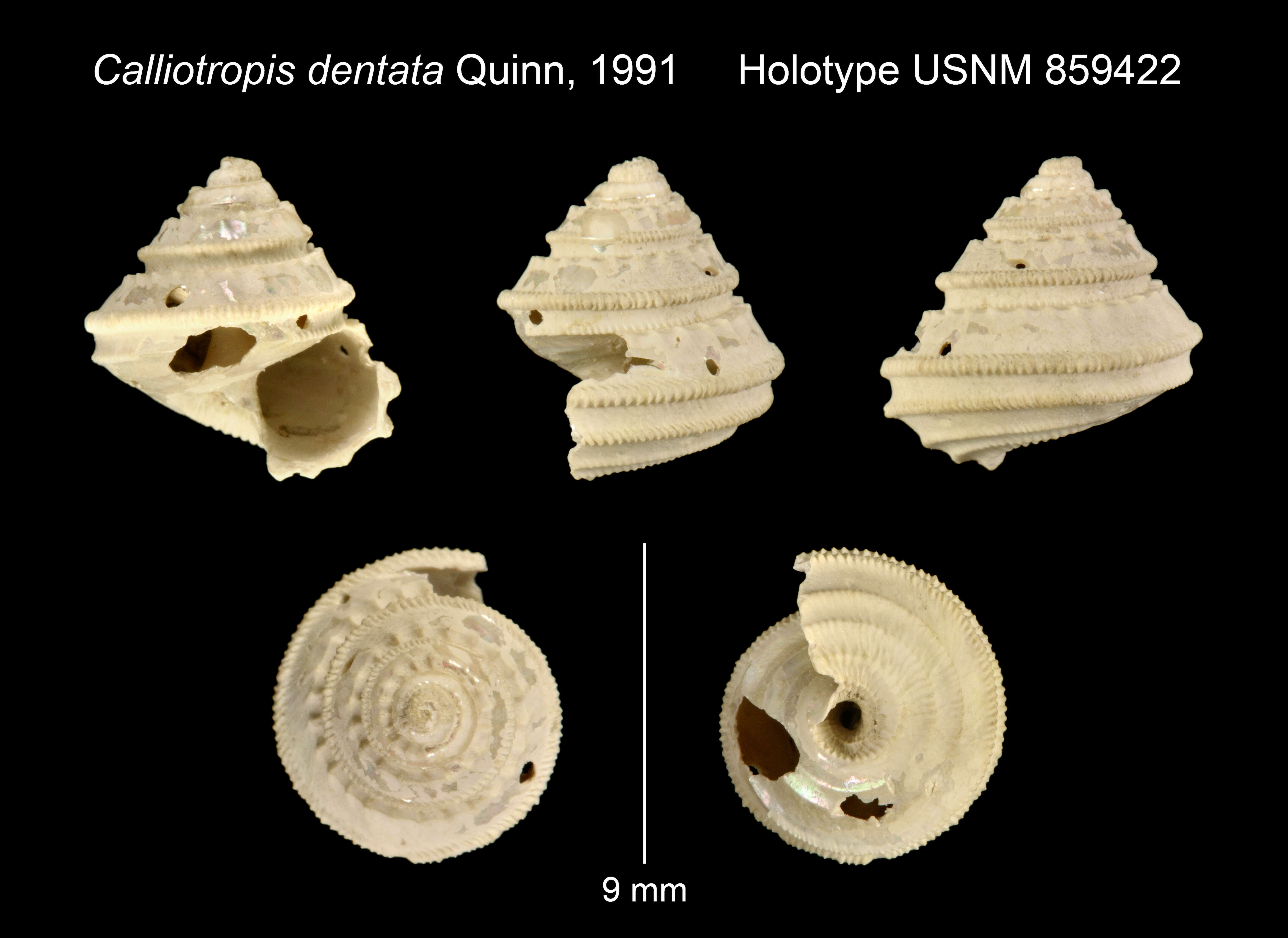 Imagem de Calliotropis dentata Quinn 1991