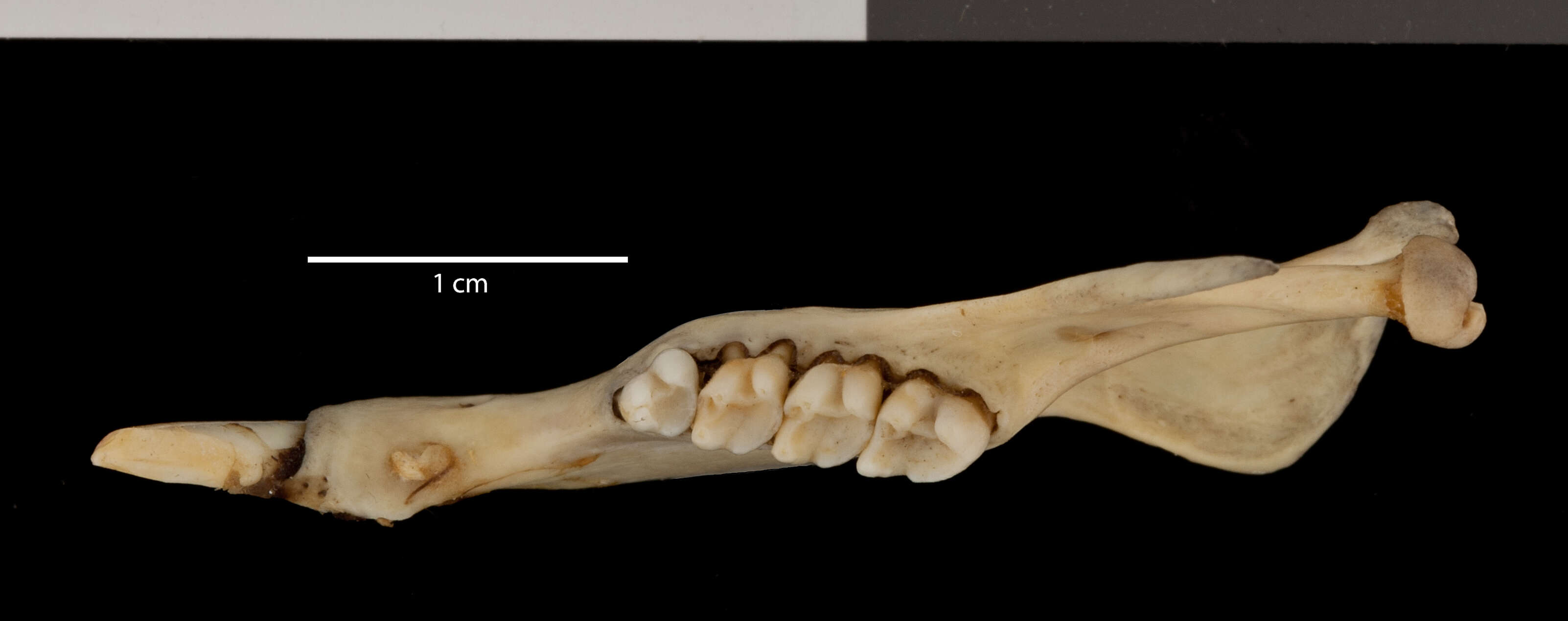 صورة Otospermophilus variegatus grammurus (Say 1823)