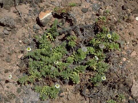 Image of dune tetramolopium