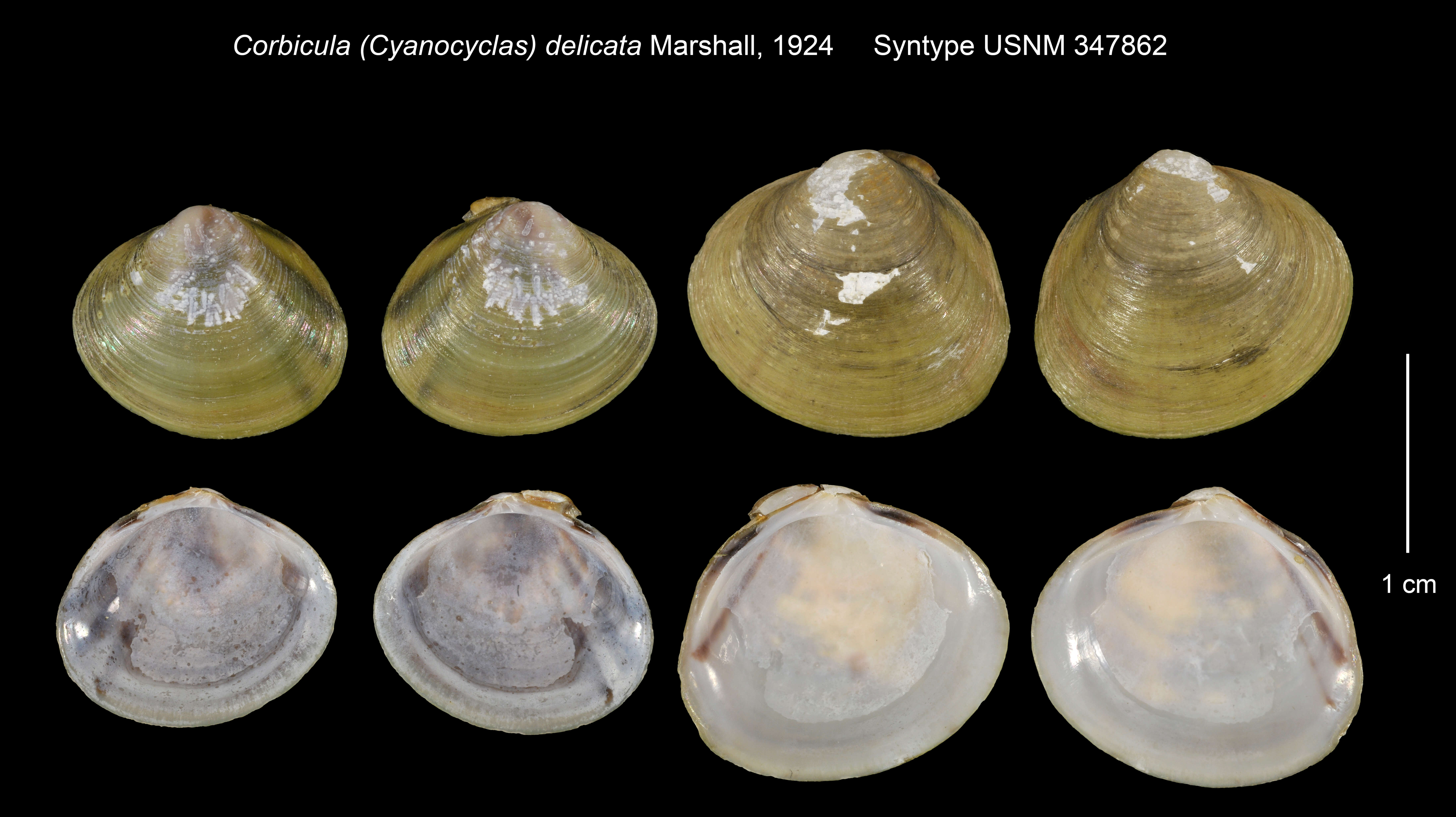 Image of Corbicula (Cyanocyclas) delicata Marshall