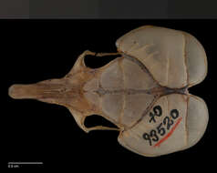 Image of Microdipodops pallidus pallidus Merriam 1901