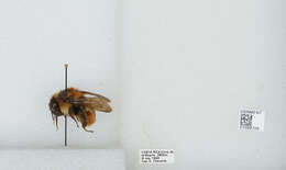 Bombus ephippiatus Say 1837 resmi