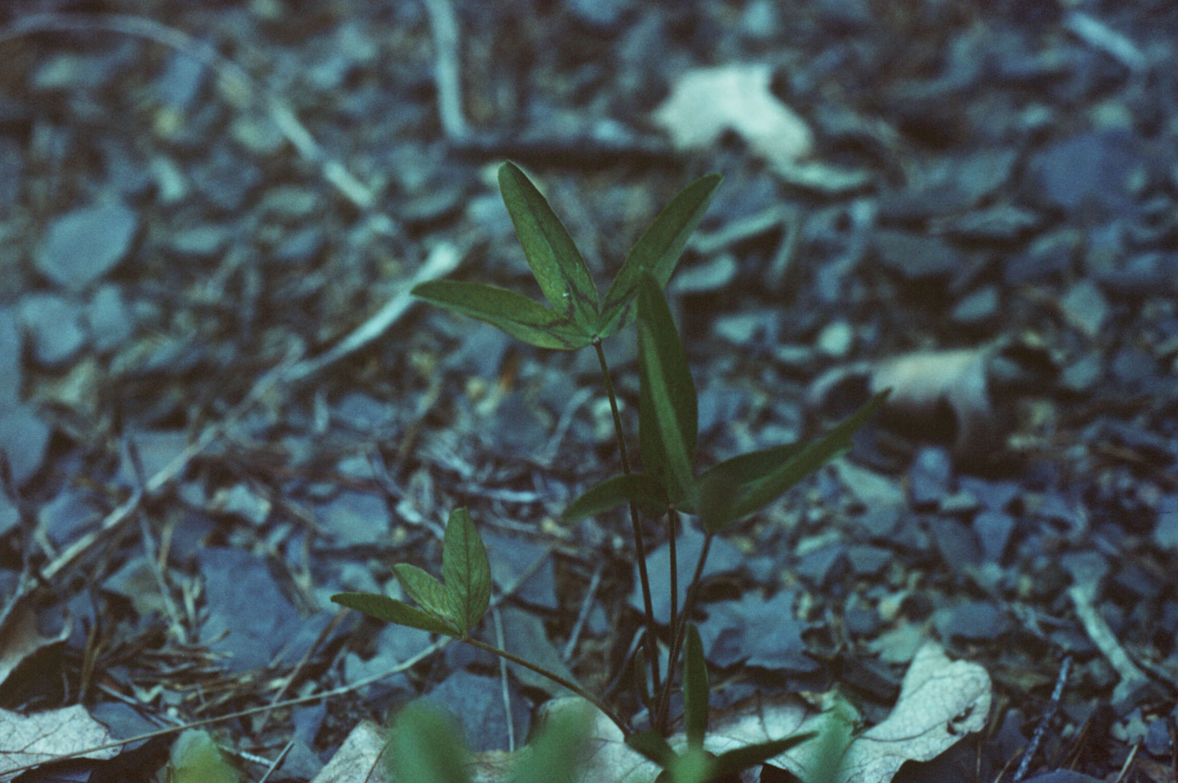 Image of Kates Mountain clover