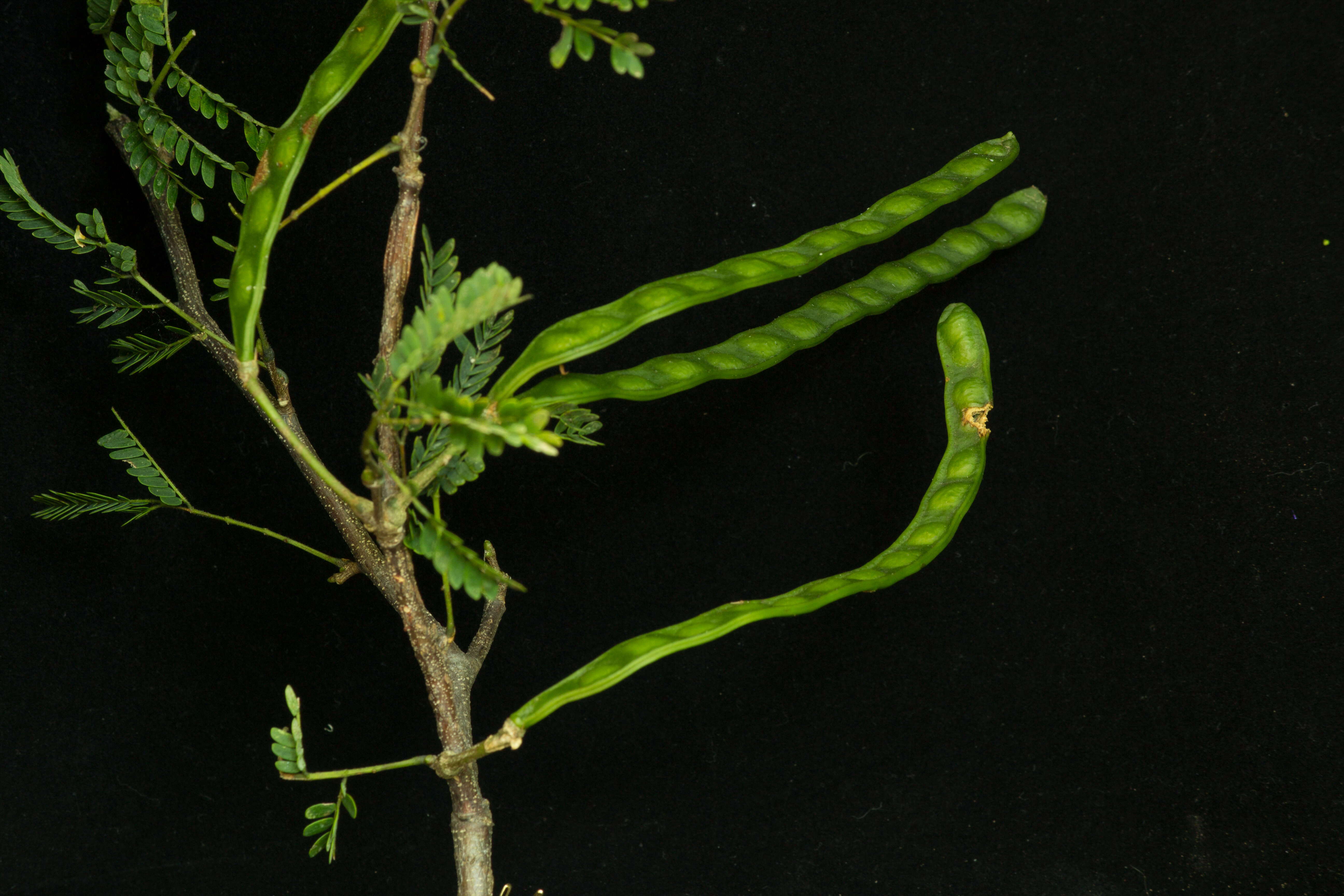 Image of Chloroleucon mangense (Jacq.) Britton & Rose