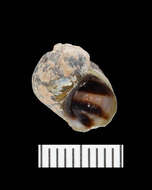 Image of Round Rocksnail