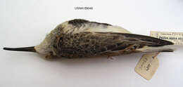 Image of Calidris alpina sakhalina (Vieillot 1816)