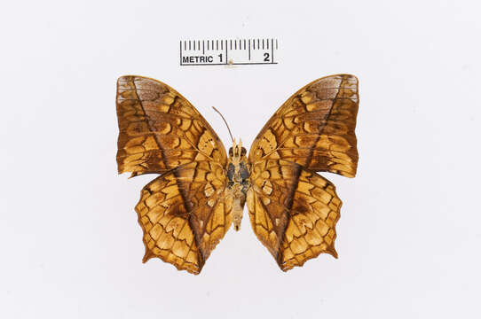 Imagem de Charaxes pleione Godart 1824