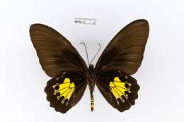 Image of Troides criton (Felder & Felder 1860)