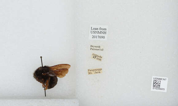 Image of Bombus rufipes Lepeletier 1836