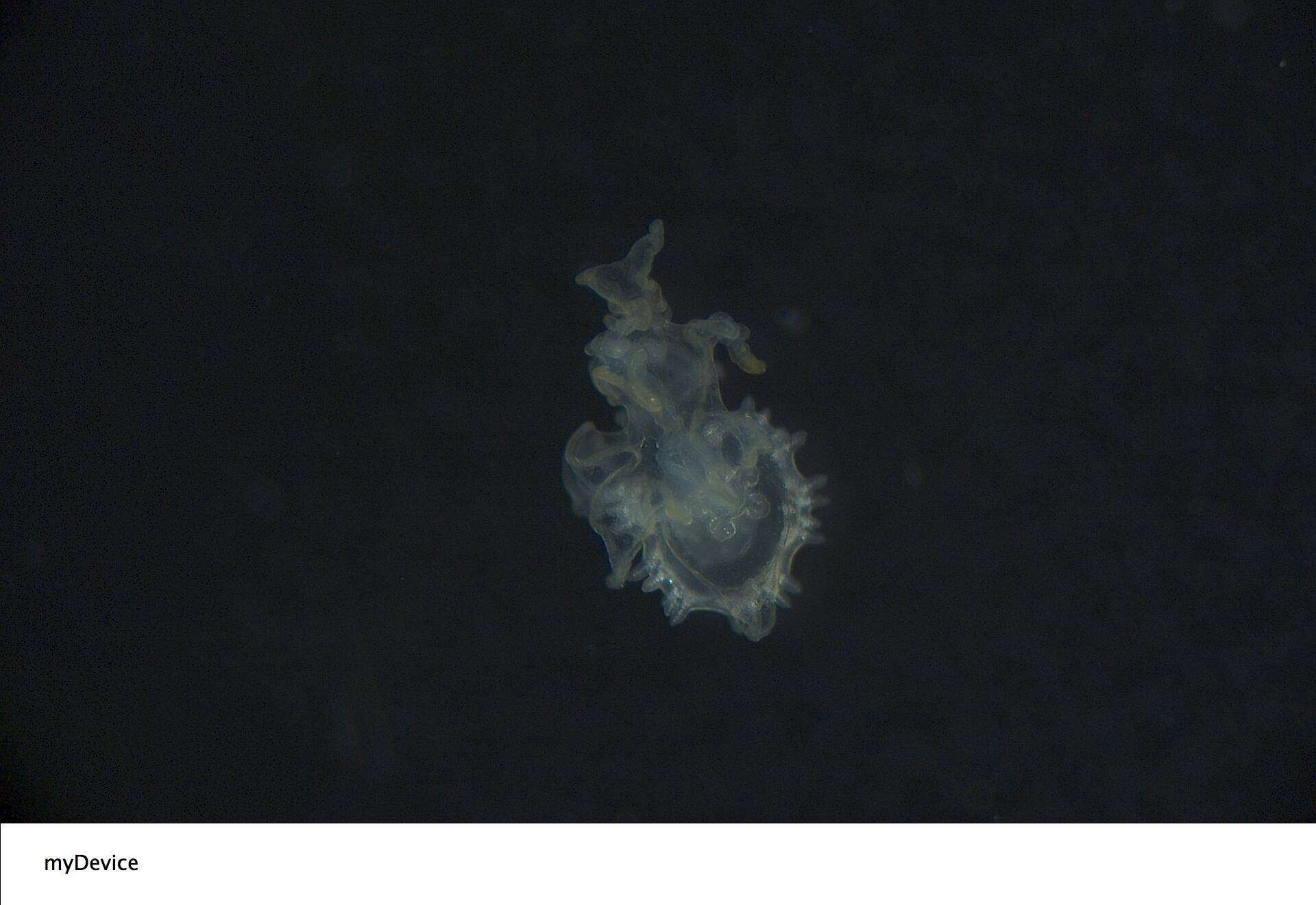 Image of Astropectinidae