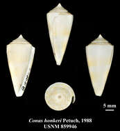 Image of Honker's Cone