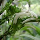 Imagem de Cyanea lobata subsp. lobata