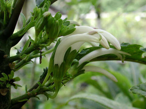 Image of Waihee Valley cyanea