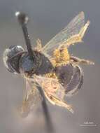 Image of Halictus