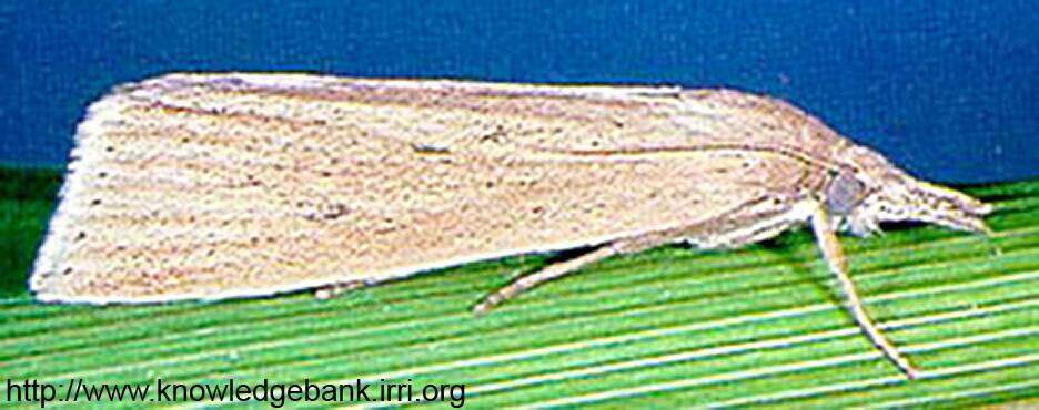 Image of Striped riceborer