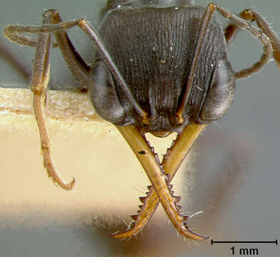 Image of Myrmecia clarki Crawley 1922