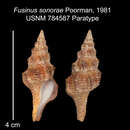 Image of Fusinus sonorae Poorman 1981
