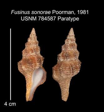 Слика од Fusinus sonorae Poorman 1981