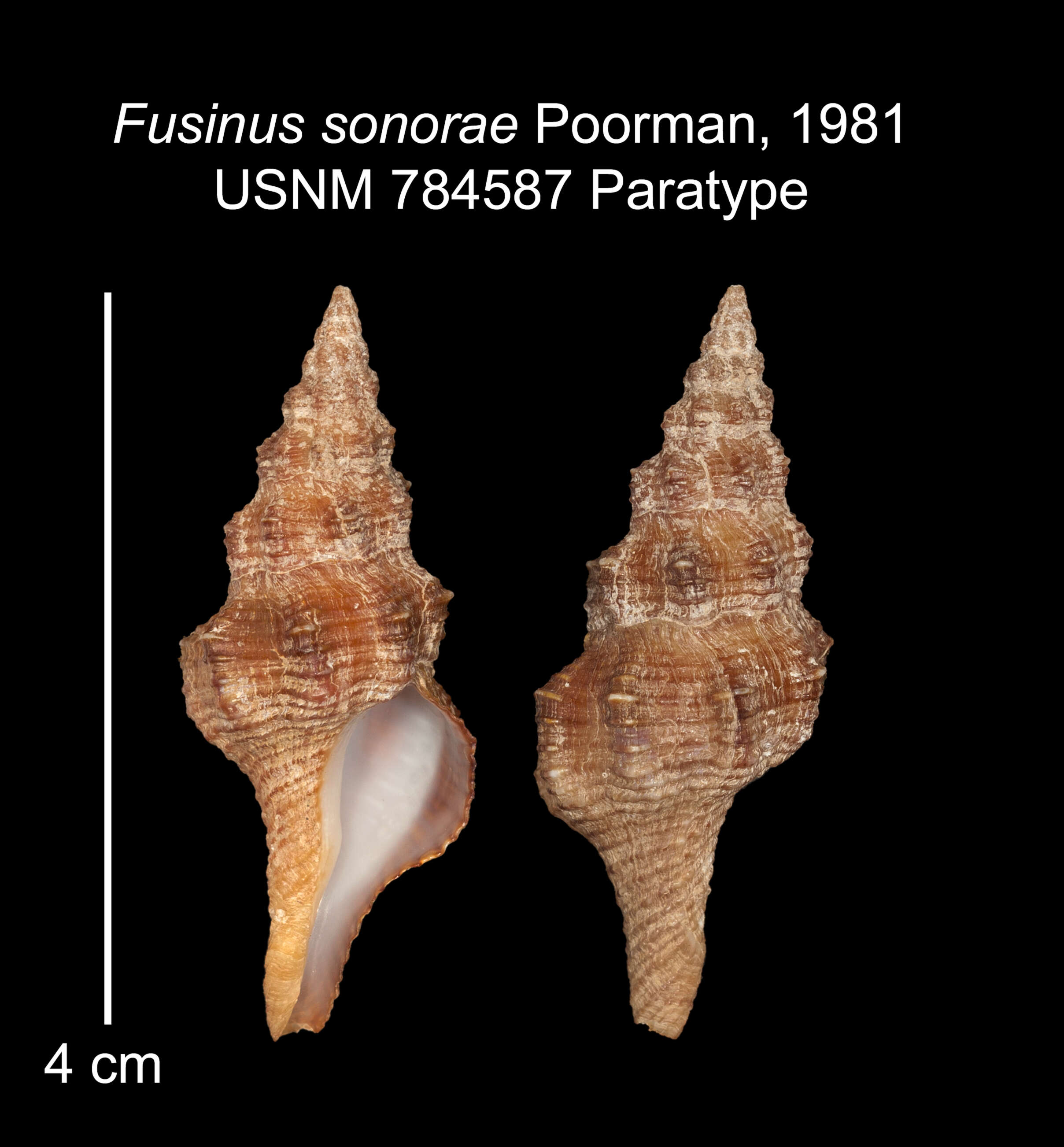 Image of Fusinus sonorae Poorman 1981