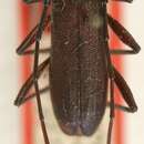 Image of Allogaster nigripennis Aurivillius 1915