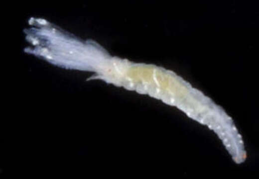 صورة Parasabella microphthalma (Verrill 1873)