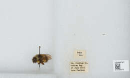 Image of Sitka bumble bee