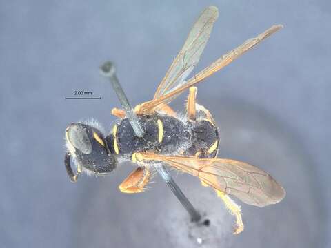 Imagem de Philanthus barbatus F. Smith 1856