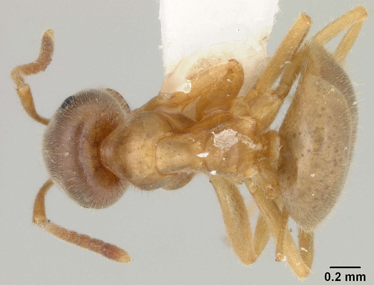 Image de Lasius xerophilus MacKay & MacKay 1994